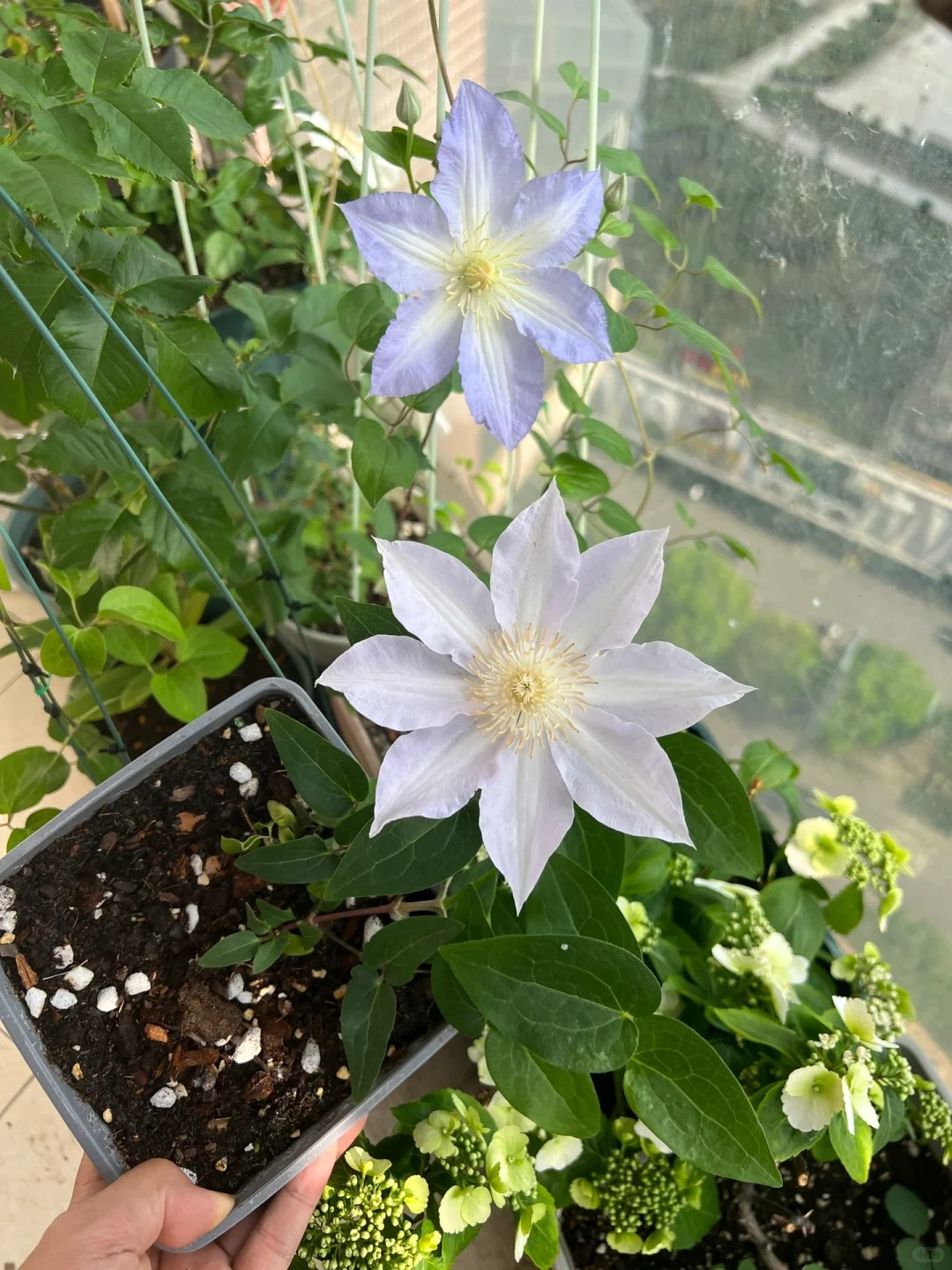 Clematis 'Sleery' 斯丽