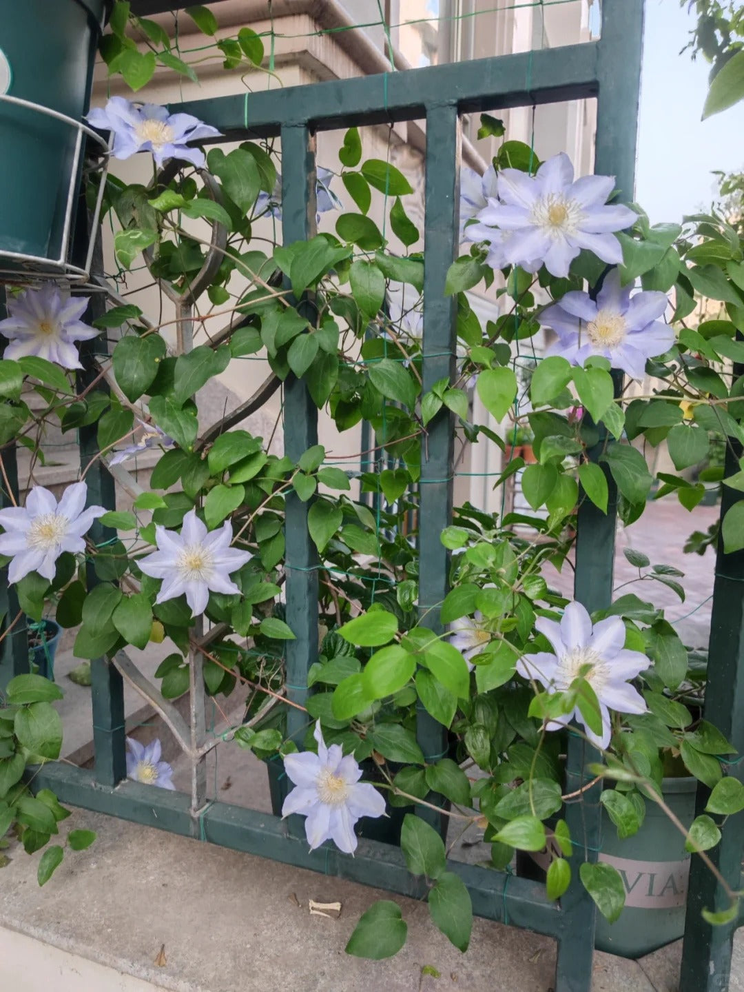 Clematis 'Sleery' 斯丽