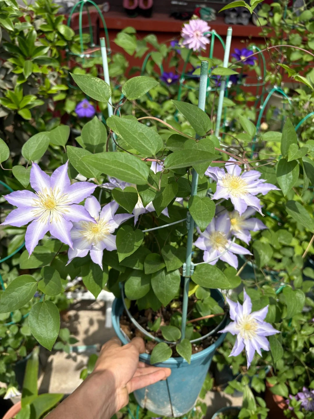 Clematis 'Sleery' 斯丽