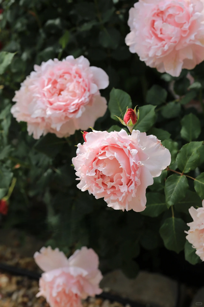 Rosa 'Sophie Rochas' 索菲罗莎