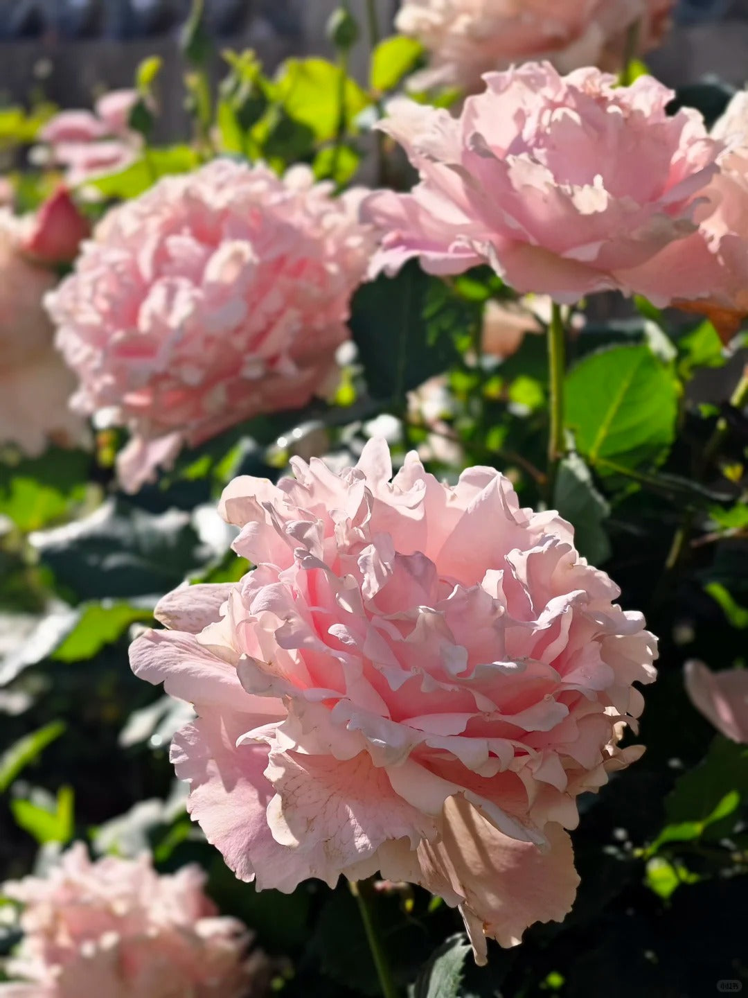 Rosa 'Sophie Rochas' 索菲罗莎