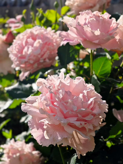 Rosa 'Sophie Rochas' 索菲罗莎