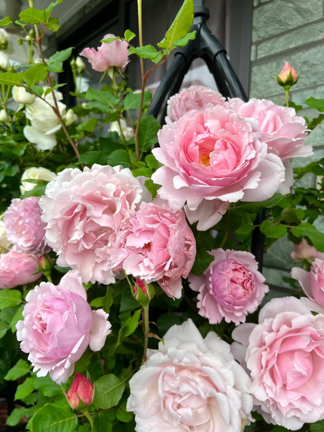 Rosa 'Sophie Rochas' 索菲罗莎