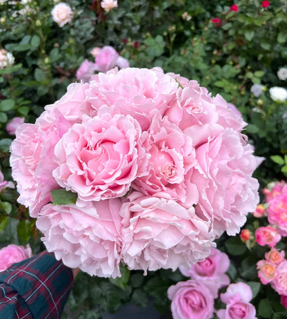 Rosa 'Sophie Rochas' 索菲罗莎