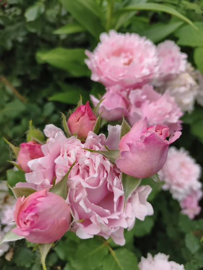Rosa 'Sophie Rochas' 索菲罗莎
