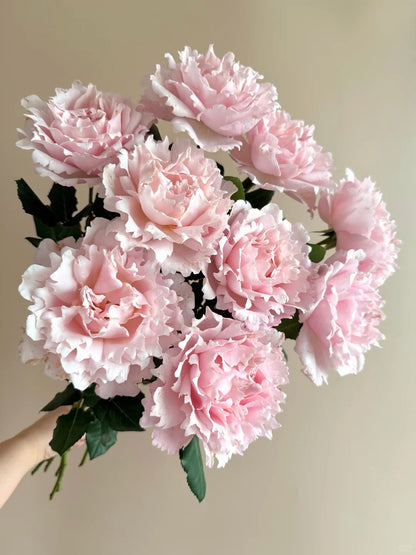 Rosa 'Sophie Rochas' 索菲罗莎