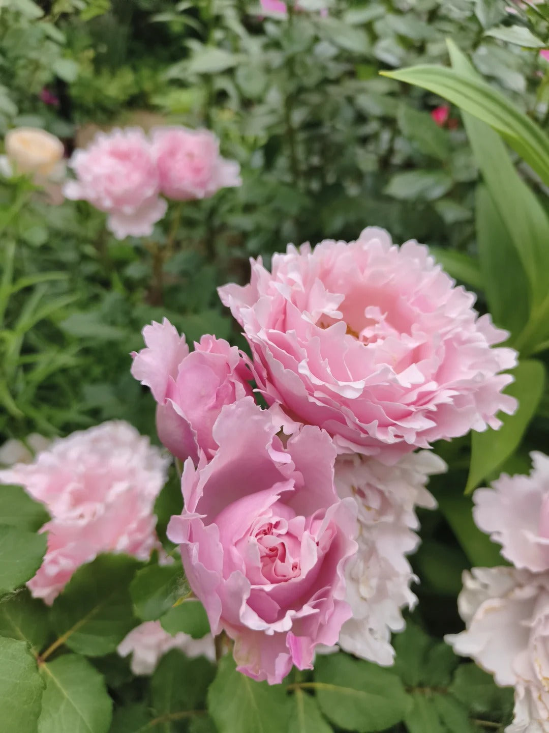Rosa 'Sophie Rochas' 索菲罗莎