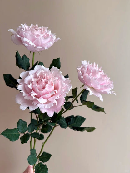 Rosa 'Sophie Rochas' 索菲罗莎