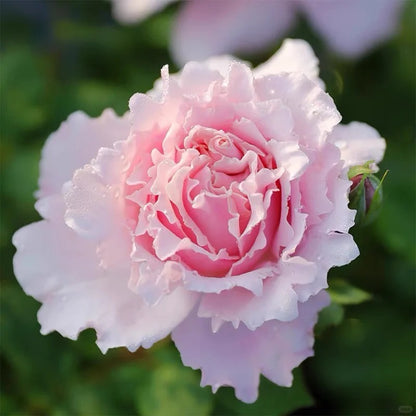 Rosa 'Sophie Rochas' 索菲罗莎