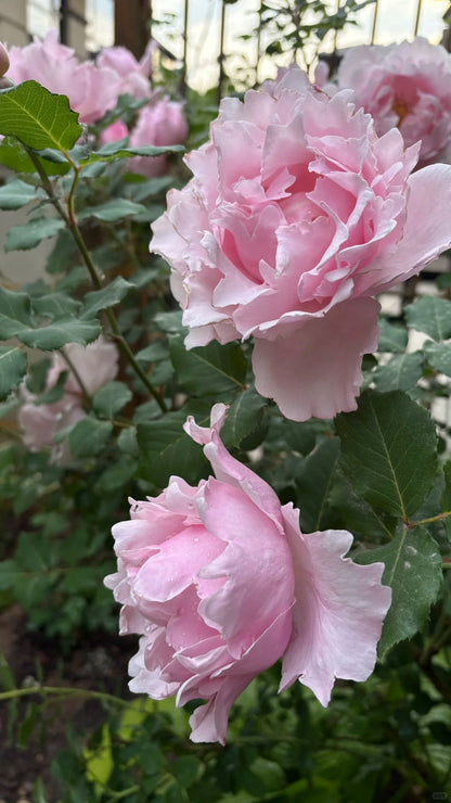 Rosa 'Sophie Rochas' 索菲罗莎