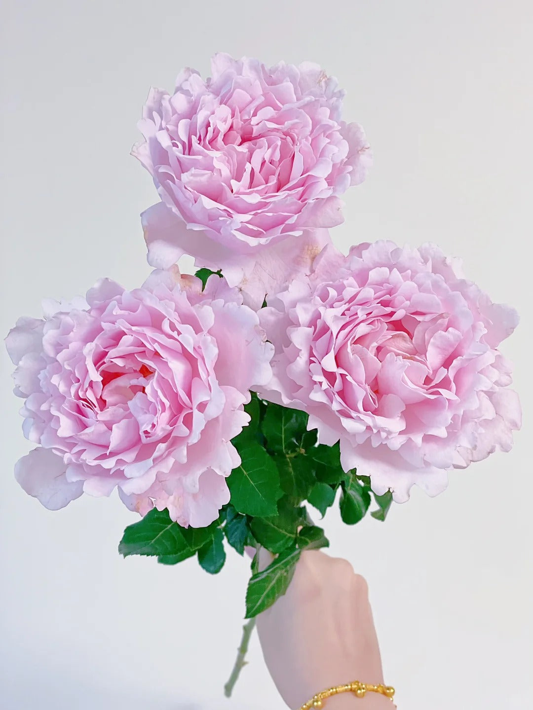Rosa 'Sophie Rochas' 索菲罗莎