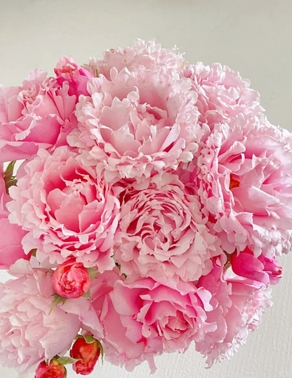 Rosa 'Sophie Rochas' 索菲罗莎