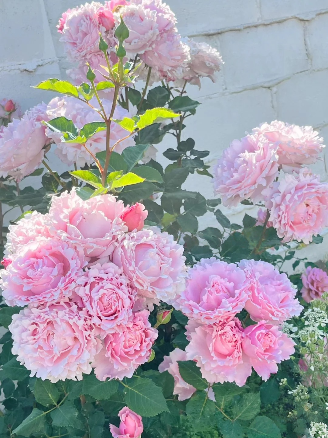 Rosa 'Sophie Rochas' 索菲罗莎