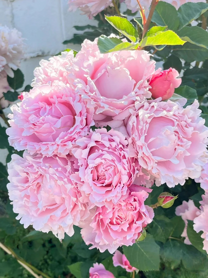 Rosa 'Sophie Rochas' 索菲罗莎