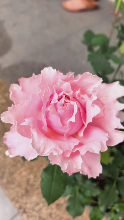 Rosa 'Sophie Rochas' 索菲罗莎