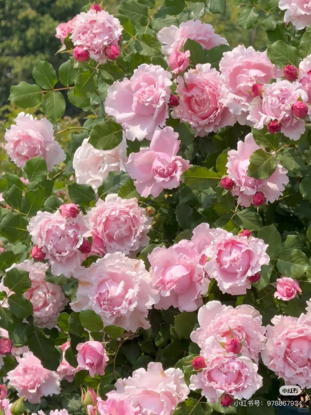 Rosa 'Sophie Rochas' 索菲罗莎