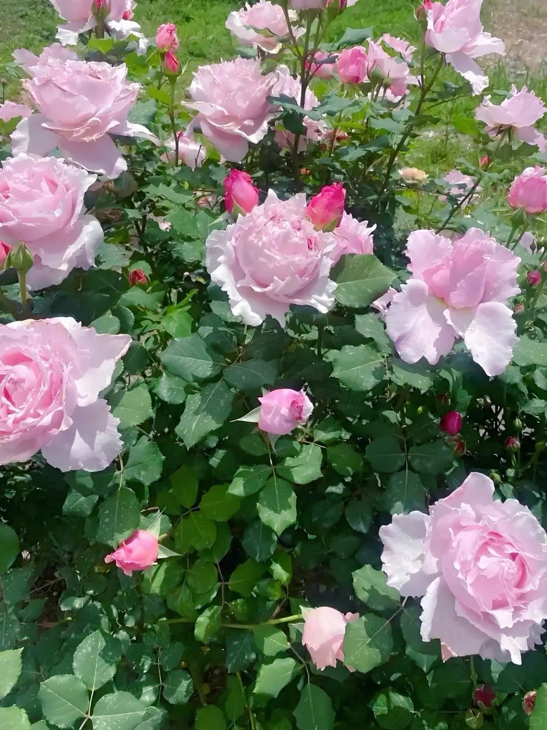 Rosa 'Sophie Rochas' 索菲罗莎