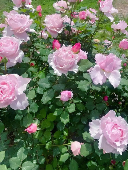 Rosa 'Sophie Rochas' 索菲罗莎