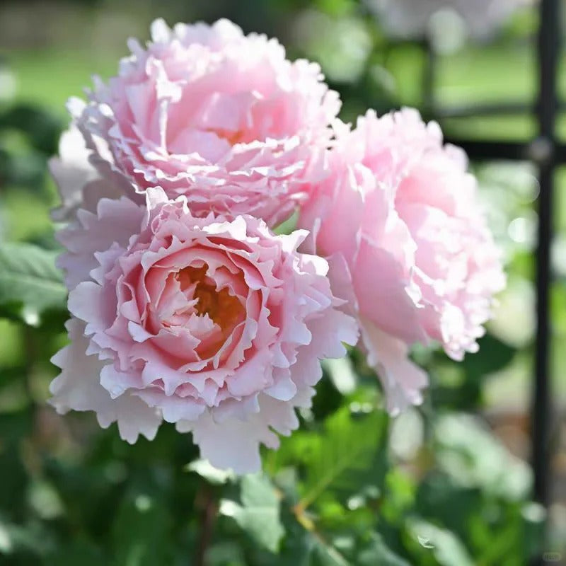 Rosa 'Sophie Rochas' 索菲罗莎