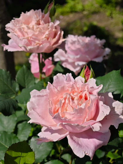 Rosa 'Sophie Rochas' 索菲罗莎