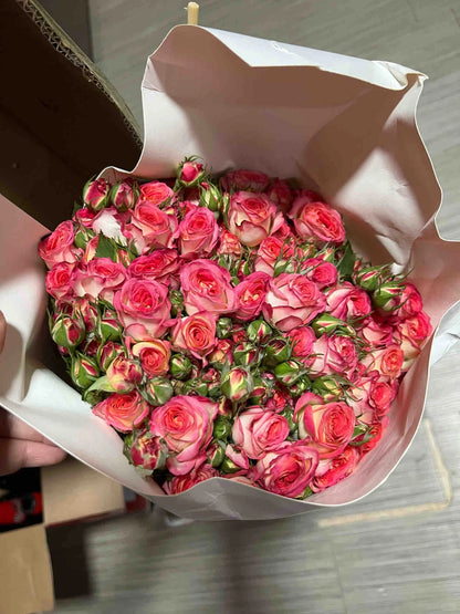 Rose 'Alice Bubble' 爱丽丝泡泡