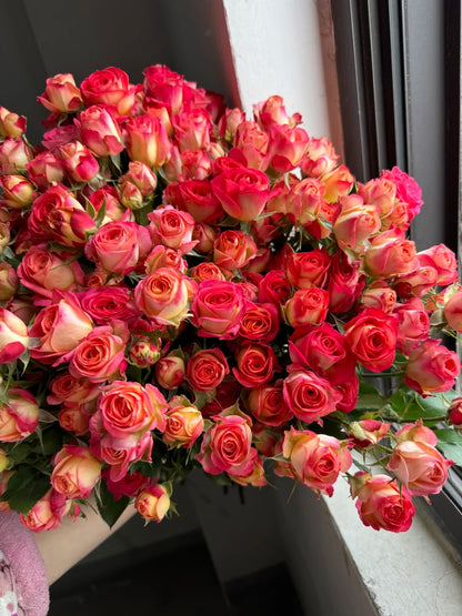 Rose 'Alice Bubble' 爱丽丝泡泡