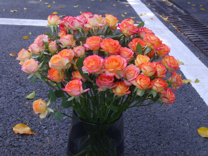 Rose 'Alice Bubble' 爱丽丝泡泡