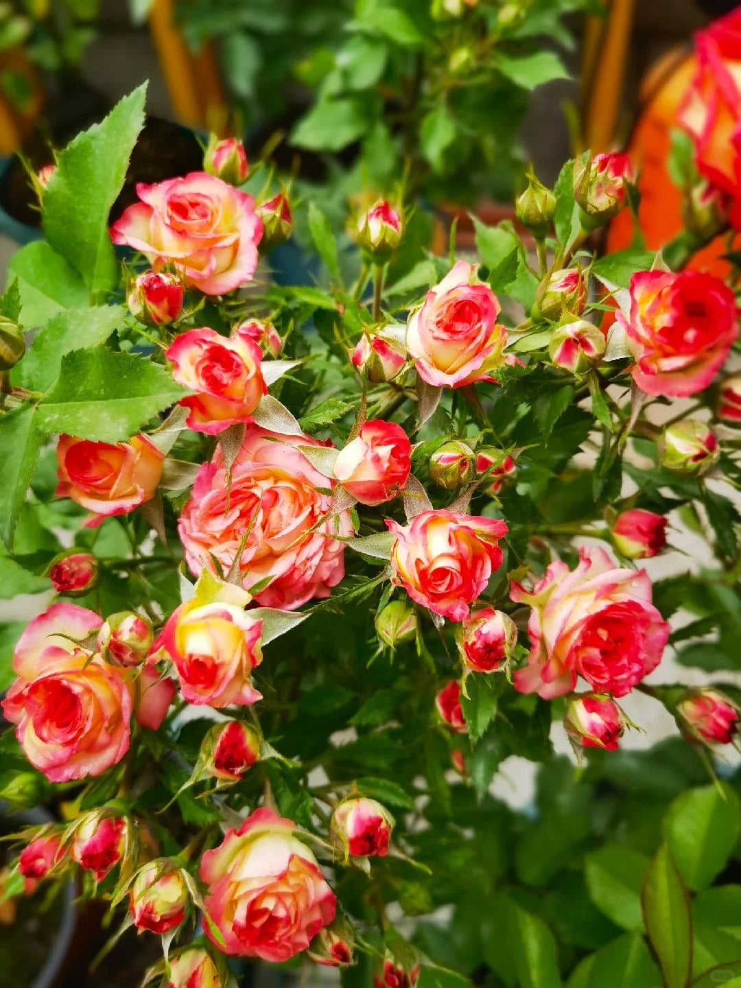 Rose 'Alice Bubble' 爱丽丝泡泡