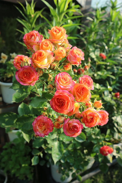 Rose 'Alice Bubble' 爱丽丝泡泡