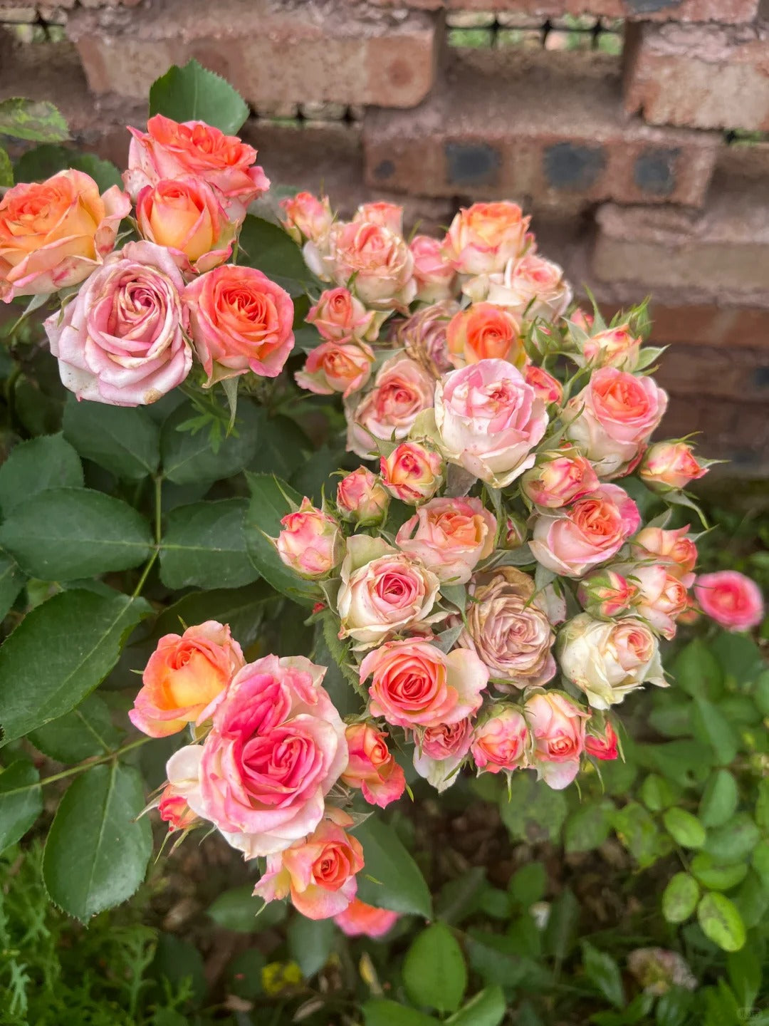 Rose 'Alice Bubble' 爱丽丝泡泡
