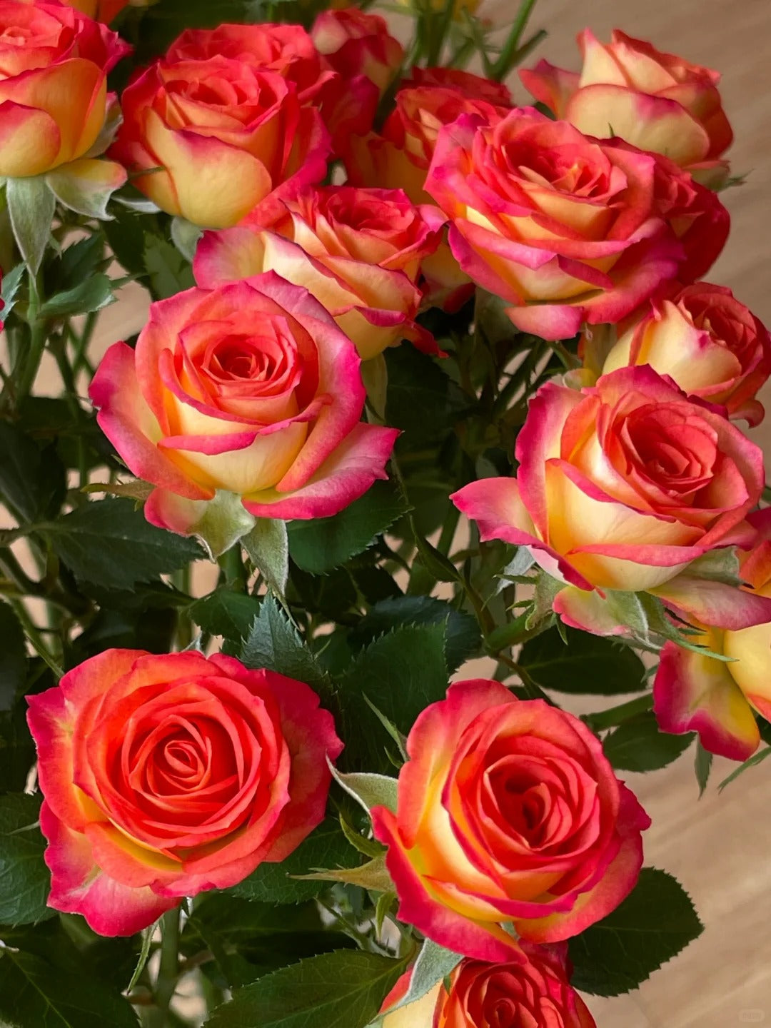 Rose 'Alice Bubble' 爱丽丝泡泡