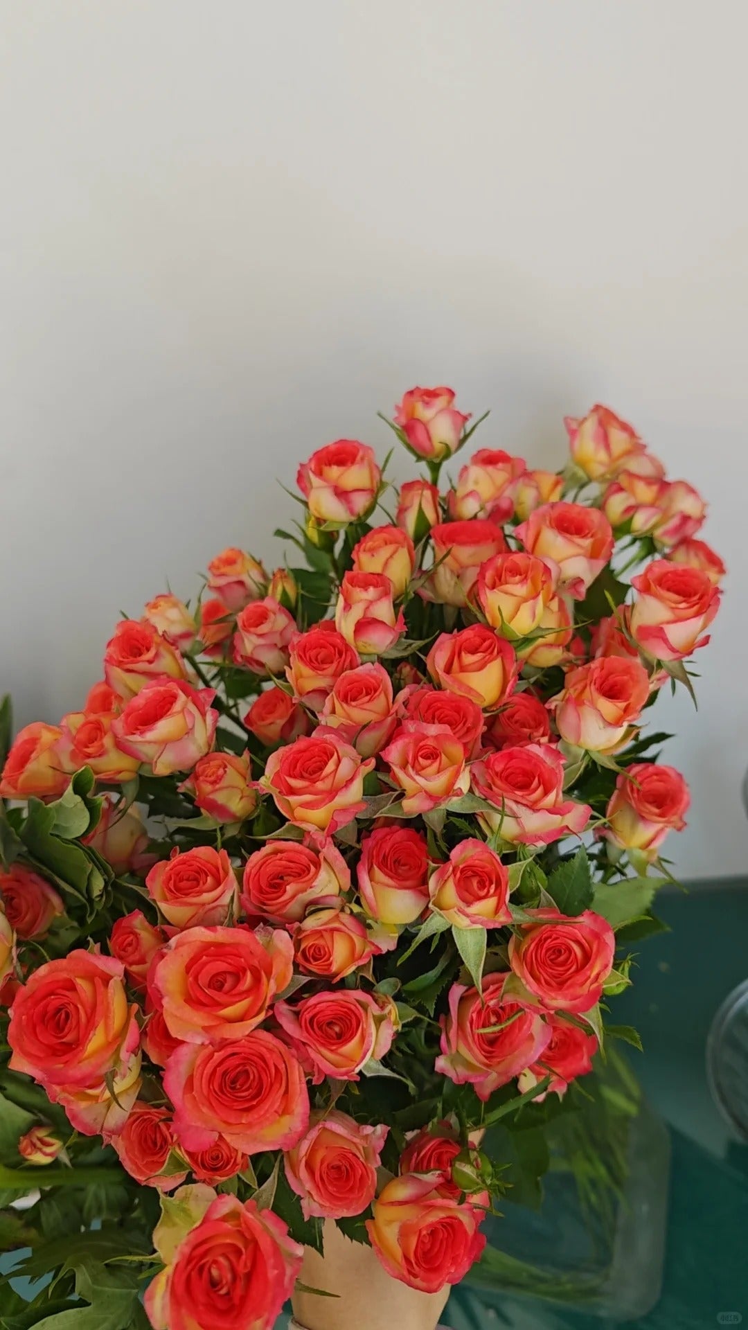 Rose 'Alice Bubble' 爱丽丝泡泡