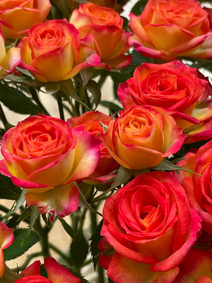 Rose 'Alice Bubble' 爱丽丝泡泡