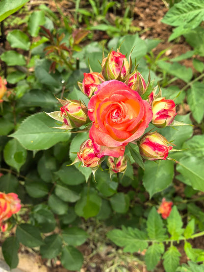 Rose 'Alice Bubble' 爱丽丝泡泡