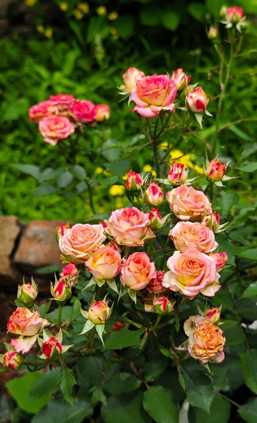 Rose 'Alice Bubble' 爱丽丝泡泡
