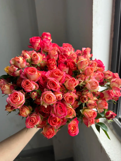 Rose 'Alice Bubble' 爱丽丝泡泡