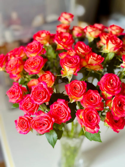 Rose 'Alice Bubble' 爱丽丝泡泡
