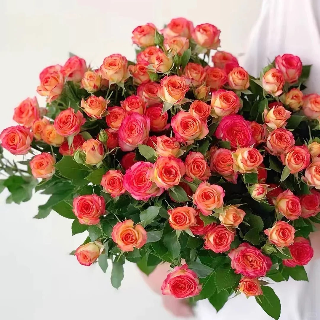 Rose 'Alice Bubble' 爱丽丝泡泡