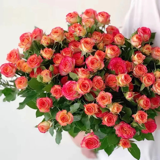 Rose 'Alice Bubble' 爱丽丝泡泡