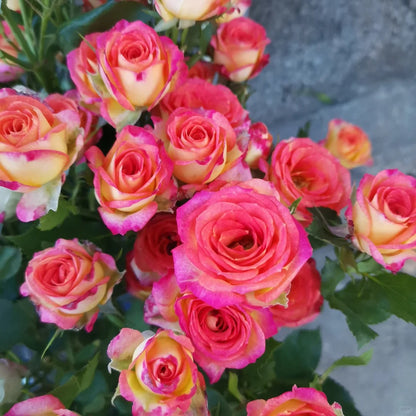 Rose 'Alice Bubble' 爱丽丝泡泡