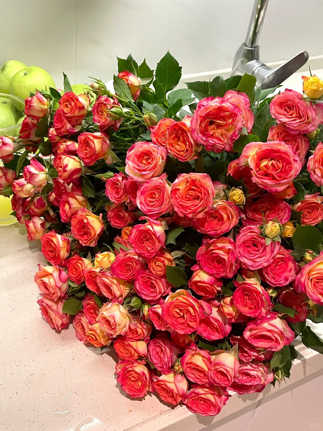 Rose 'Alice Bubble' 爱丽丝泡泡
