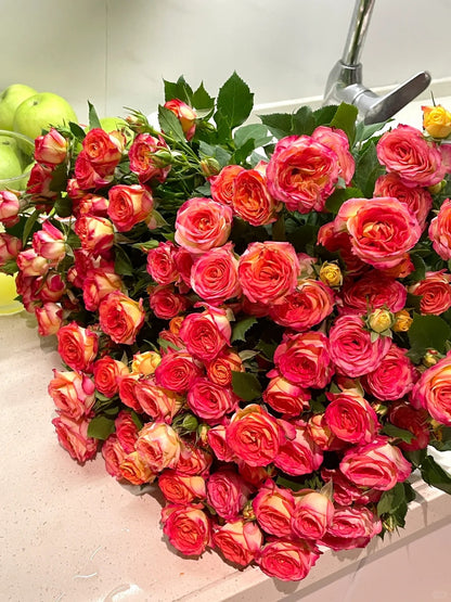 Rose 'Alice Bubble' 爱丽丝泡泡