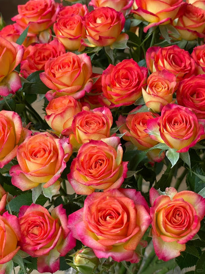 Rose 'Alice Bubble' 爱丽丝泡泡