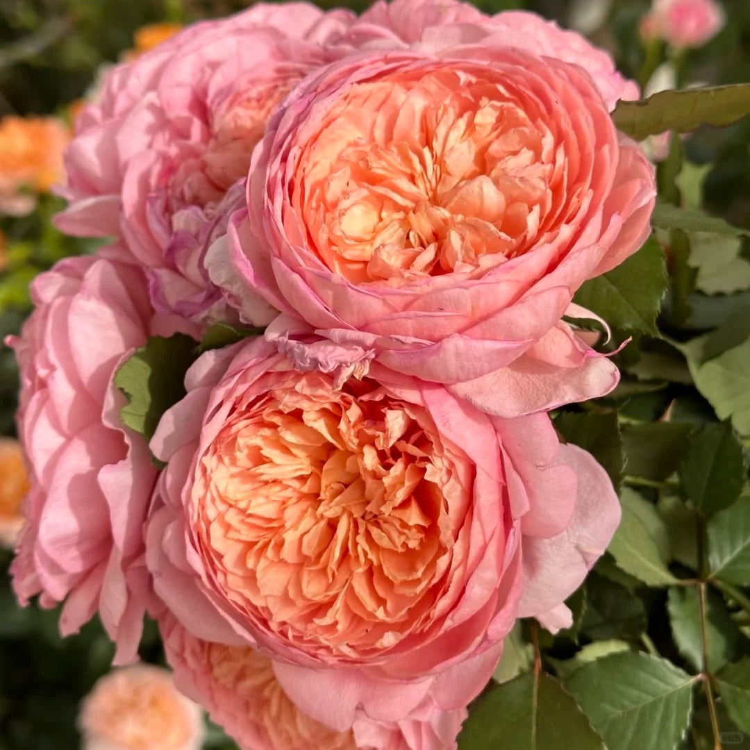 Rose 'Tao Ran’ 桃染