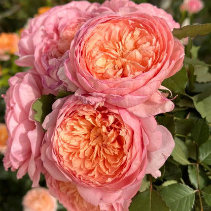 Rose 'Tao Ran’ 桃染