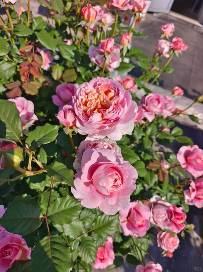 Rose 'Tao Ran’ 桃染