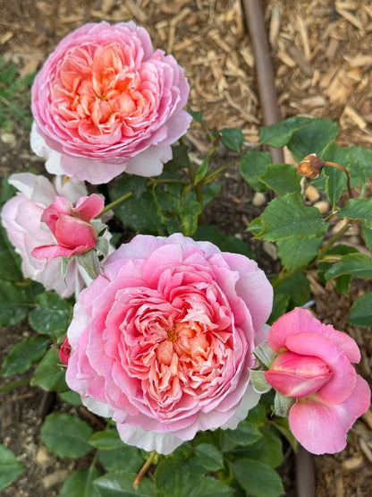 Rose 'Tao Ran’ 桃染