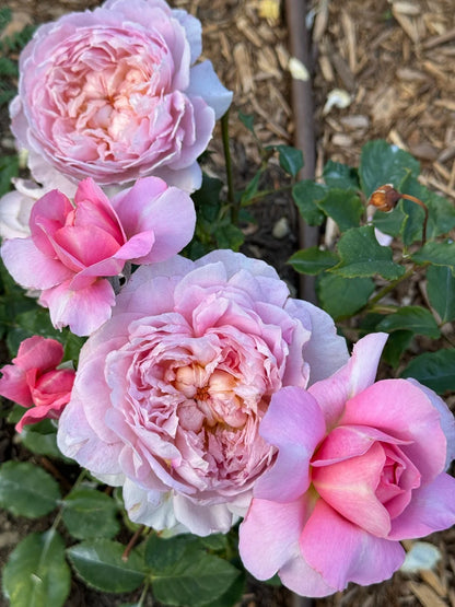 Rose 'Tao Ran’ 桃染