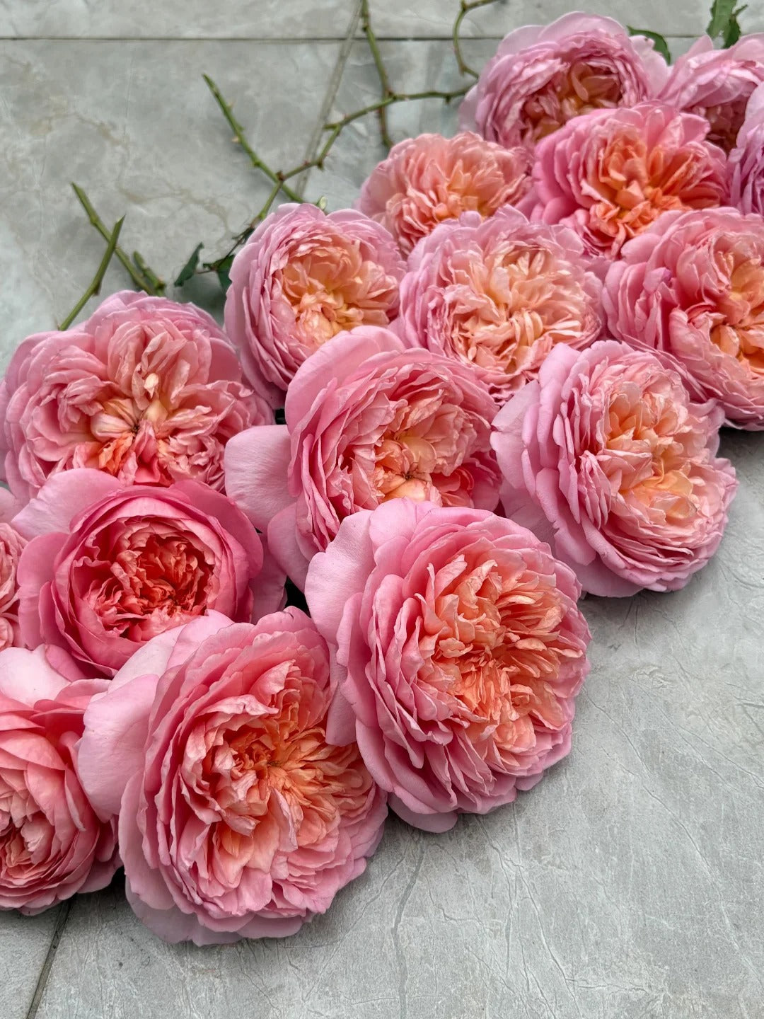 Rose 'Tao Ran’ 桃染