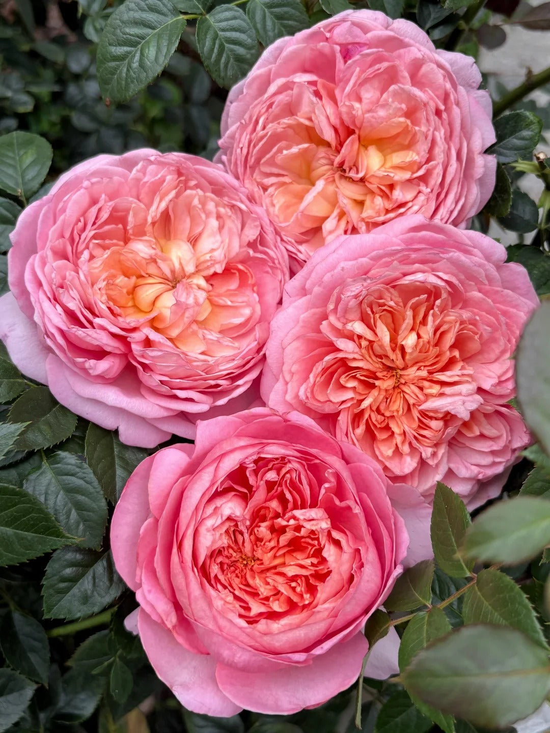 Rose 'Tao Ran’ 桃染